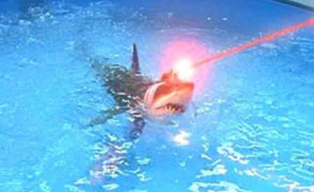 Custom Wall Covering of a shark